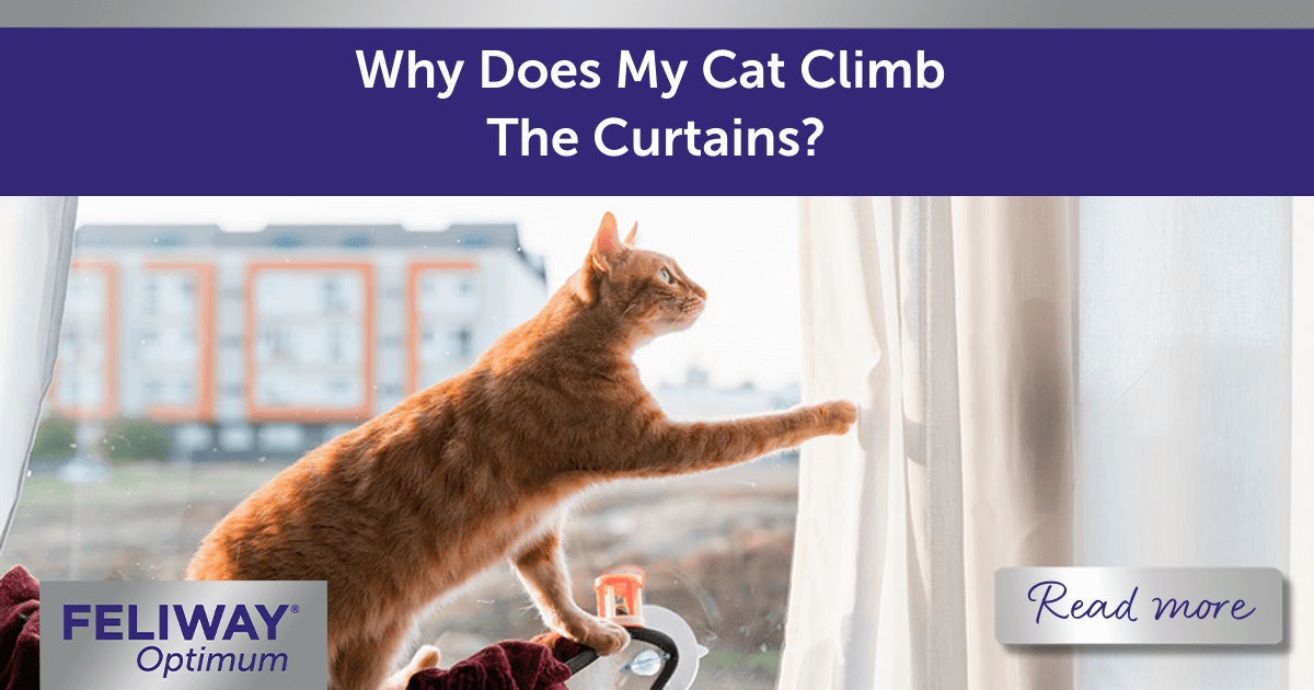 Why Does My Cat Climb The Curtains?